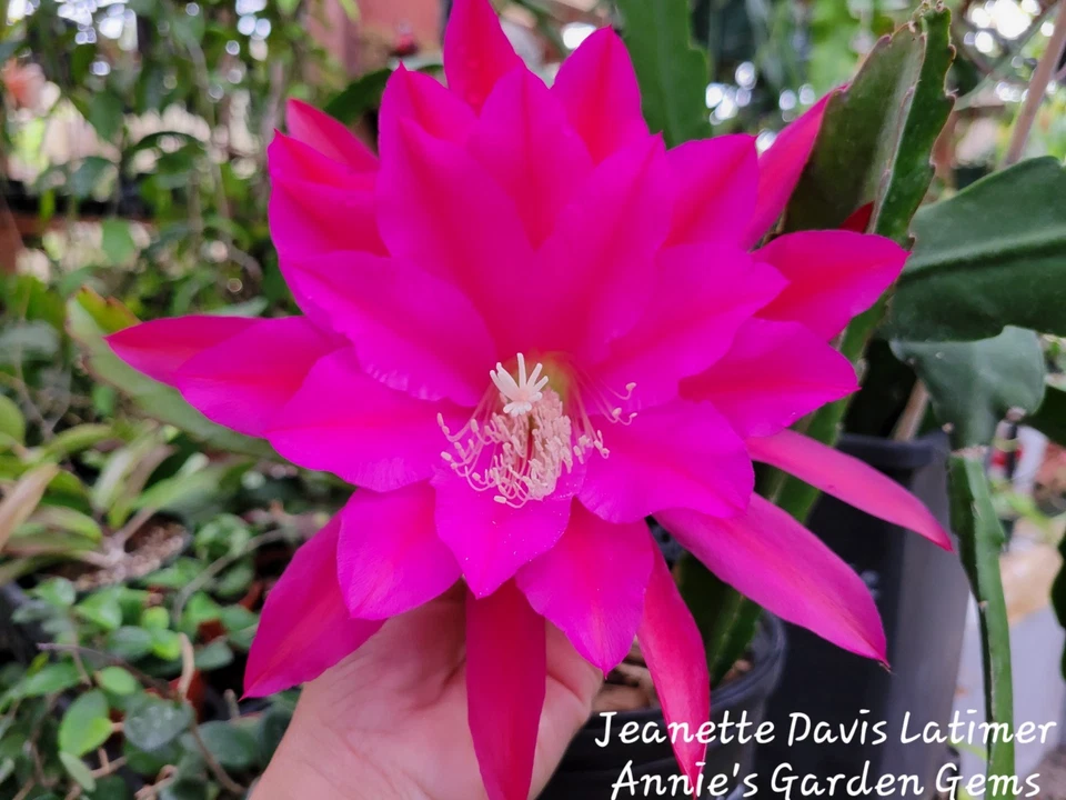 Unrooted Cuttings Epiphyllum Jeanette Davis Latimer Orchid Cactus 8-10 Inches - Live Plant Material for Propagation