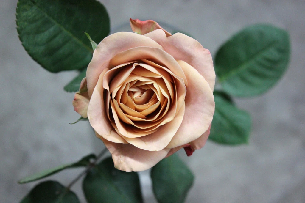 Cappuccino Rose Cuttings – 3 Unrooted Stems – Rare Hybrid Tea Rose – Rosa hybrid – Brown/Peach Blooms for Propagation