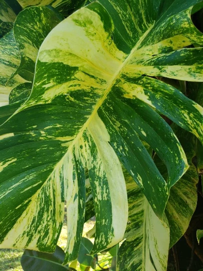Golden Queen Hawaiian Pothos Cutting - Unrooted Variegated Vine for Planting - Epipremnum aureum ‘Golden Queen’