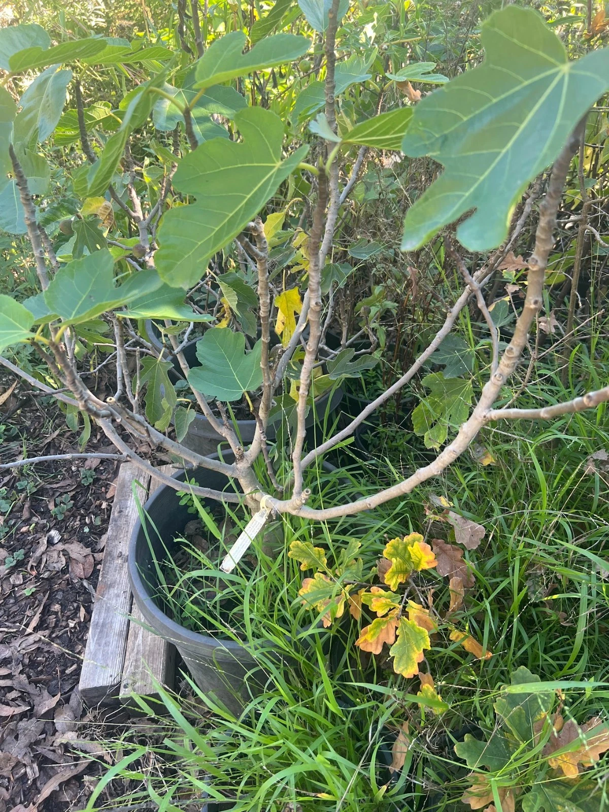 Excel Fig Tree Cuttings - 3 Fresh 6-8 Inch Cuttings for Rooting - Ficus carica ‘Excel’ - Golden Yellow Fruit