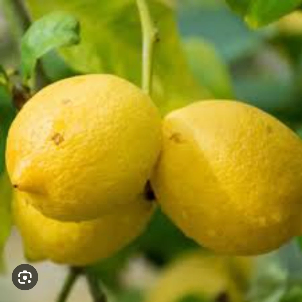 Italian Lemon Cutting – 6–8 Inch Unrooted Citrus Limon for Rooting or Grafting - Perfect for Container Gardens and Orchards
