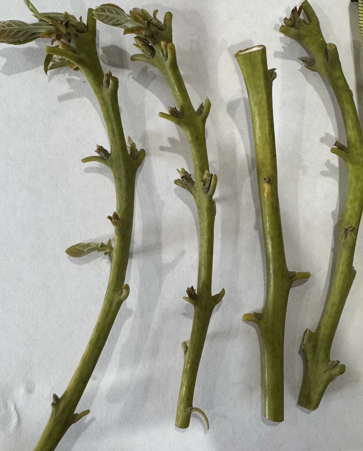 Nabal Avocado Scions - 4 Fresh Budwood Sticks for Grafting | Persea americana | High-Quality Scion Wood for 2-3 Grafts Each