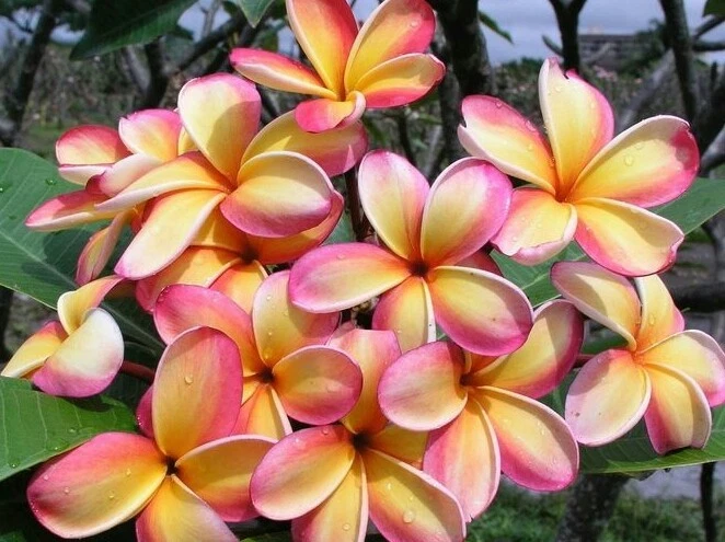 Rainbow Plumeria Cuttings - 3 Live Rare Frangipani Stems - Multi-Color Tropical Flowering Plant - Plumeria rubra