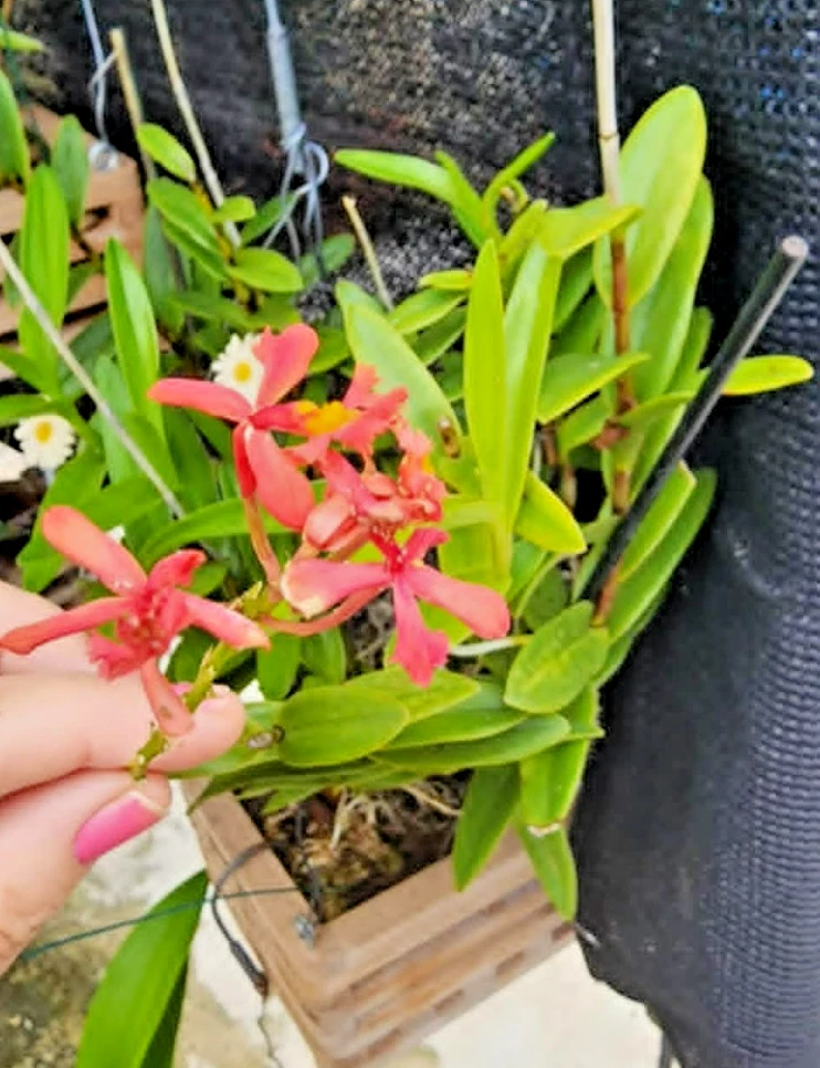 Epidendrum radicans Orchid Cutting - 1 Pink Rooted Starter Plant for Full Sun Outdoor or Patio Growing, Easy Care Reed-Stem Orchid