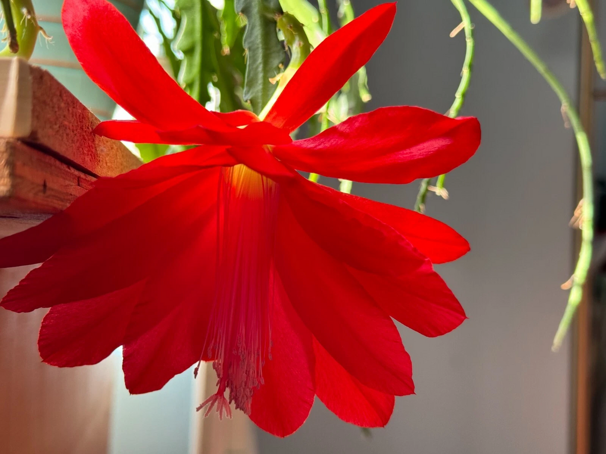 Epiphyllum Orchid Cactus Cuttings - 6 PCS Unrooted Red Flower Type - Epiphyllum spp. for Planting and Propagation