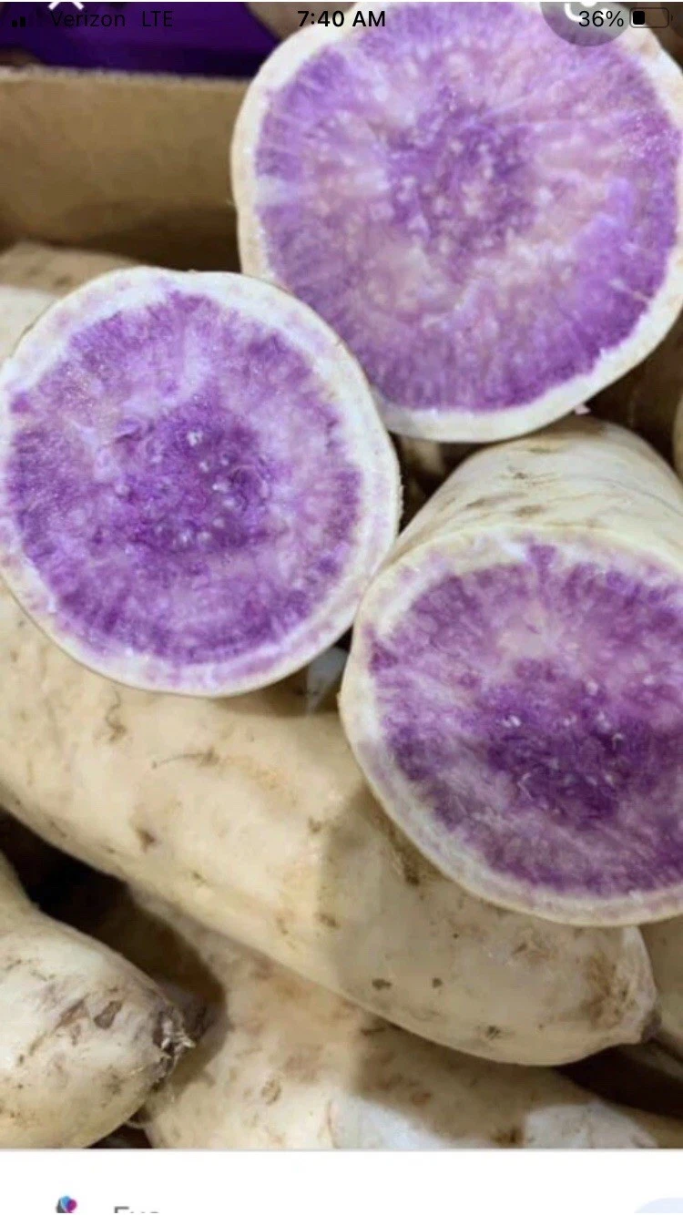 Okinawa Purple Sweet Potato Slips - 15 Unrooted Cuttings - Organic Khoai Lang - Ipomoea batatas 'Okinawa Purple'