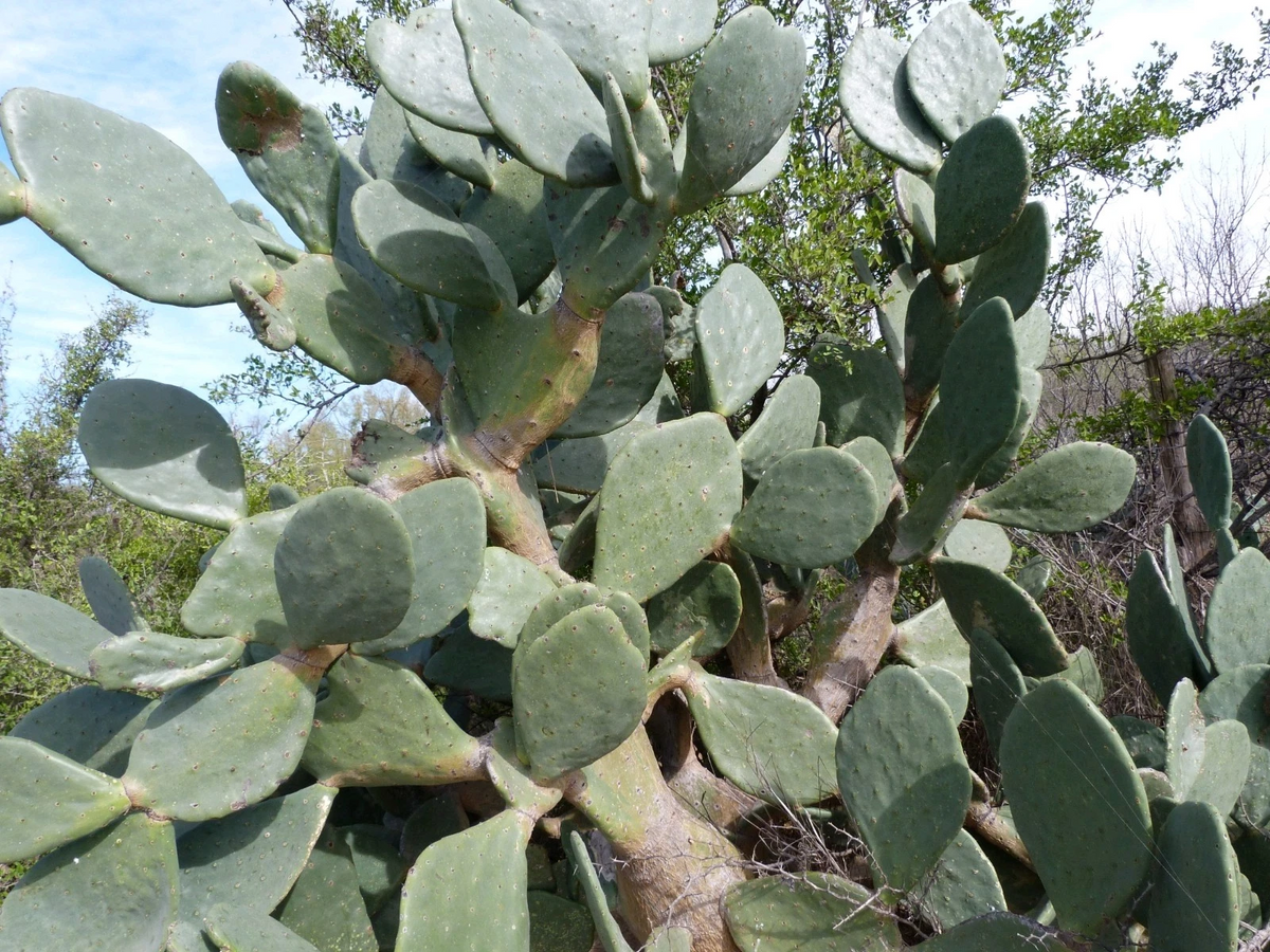 Live Rooted Cactus Pad - Tuna Roja Prickly Pear, Opuntia Ficus-Indica, Drought Tolerant Starter Plant for Pots & Gardens