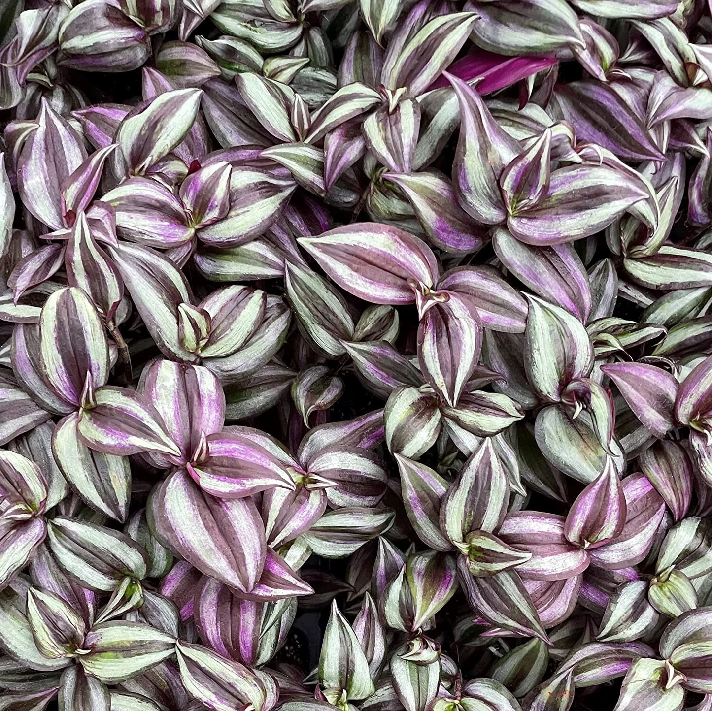 Wandering Jew Cuttings - 5+ Unrooted Purple Tradescantia Zebrina - Trailing Houseplant Starter for Easy Propagation