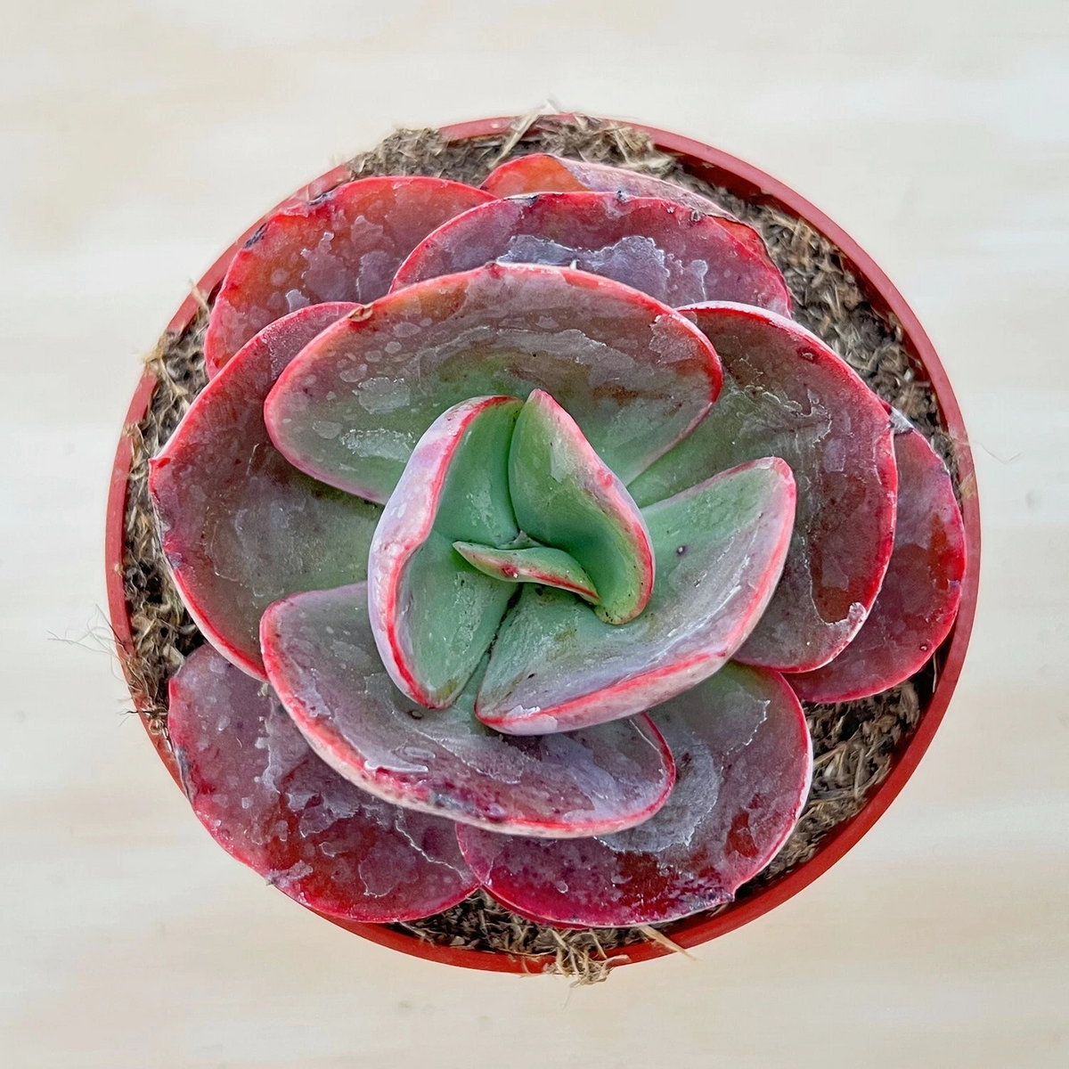 Echeveria Big Red Succulent - 4 Inch Live Rooted Plant - Red Rosette Houseplant - Echeveria ‘Big Red’