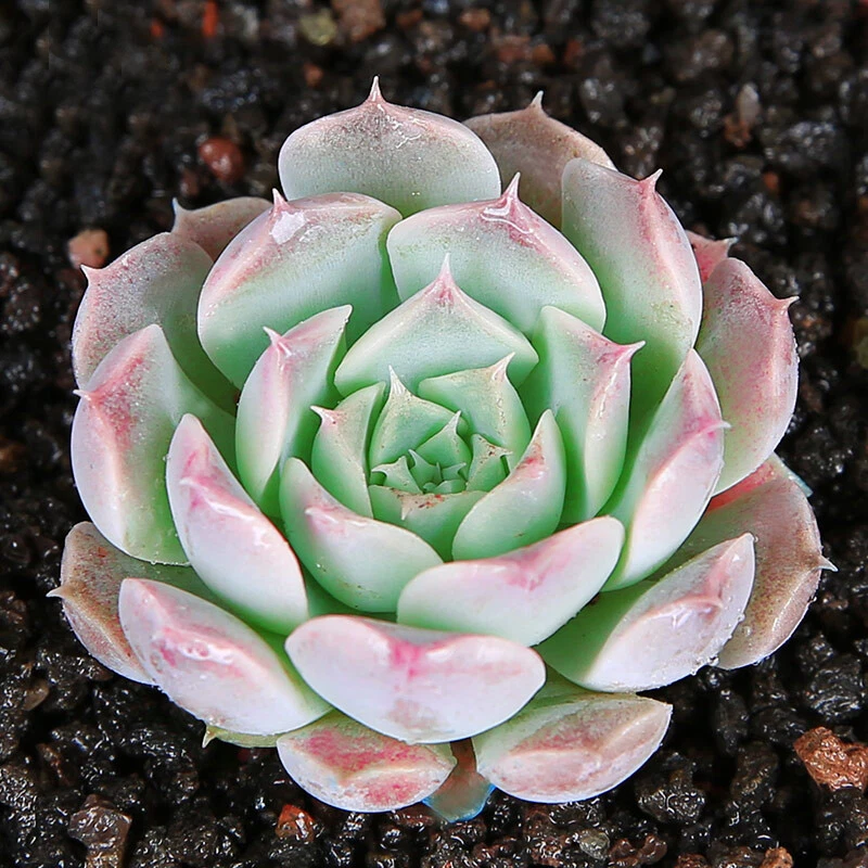 Echeveria ‘Gilo’ Succulent Plant - Fully Rooted Live Starter in 2 Inch Pot - Low Maintenance Green Rosette - Echeveria sp. ‘Gilo’