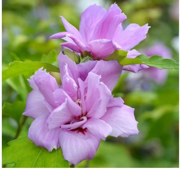 French Cabaret Blush Rose of Sharon - 2 Starter Plants, Pink Double Blooms, Hardy Hibiscus syriacus for Garden Landscaping