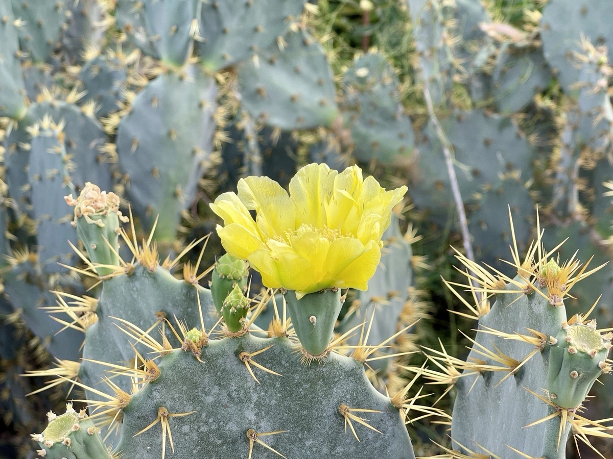 Opuntia Engelmannii Cactus Cutting - 1 Unrooted Prickly Pear Paddle 7-8 Inch, Yellow Flower Variety - Opuntia engelmannii
