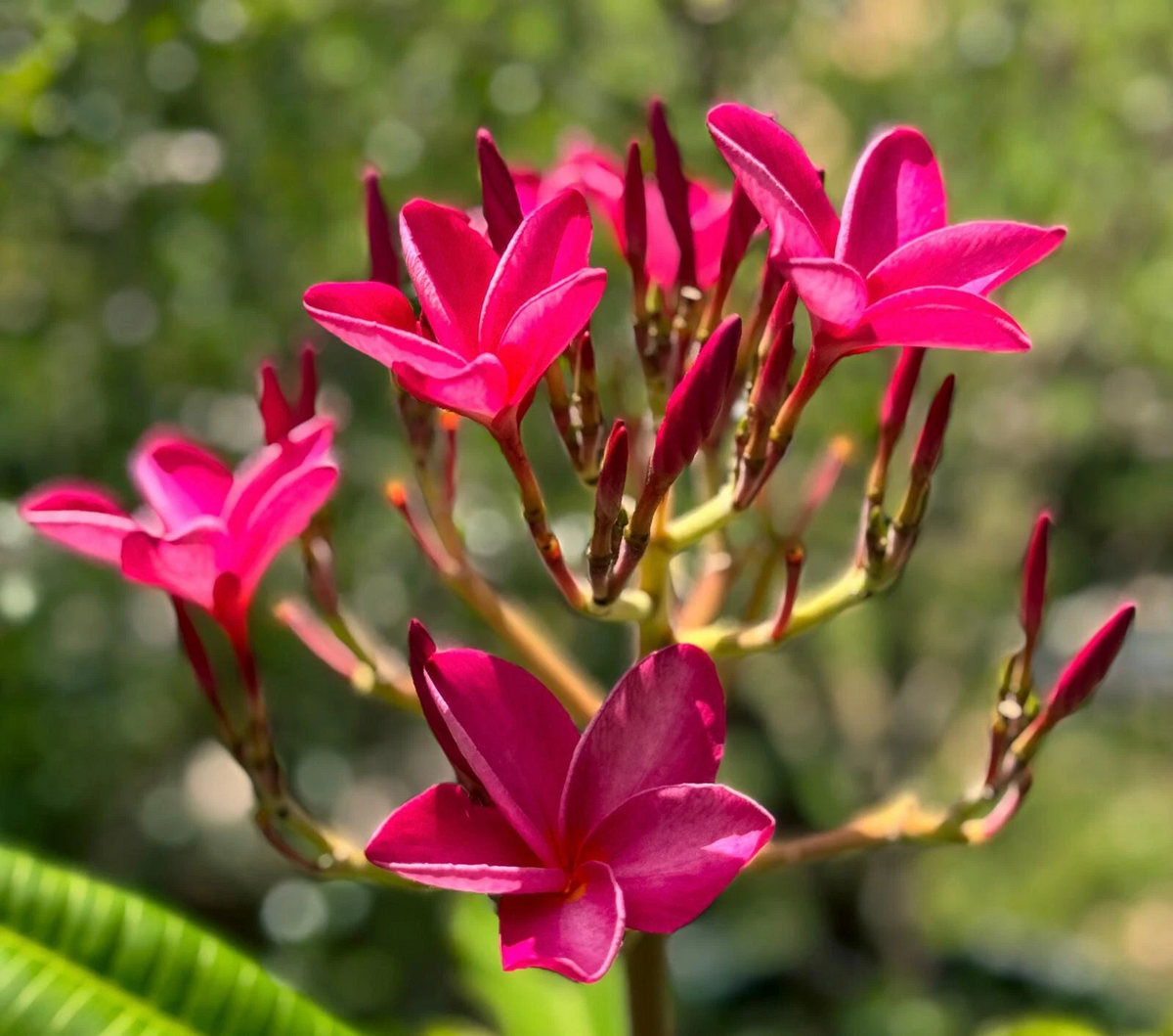 Pink Plumeria Cutting 6–8" Frangipani Stem - Tropical Flowering Plant, Plumeria rubra - Ideal for Rooting & Growing