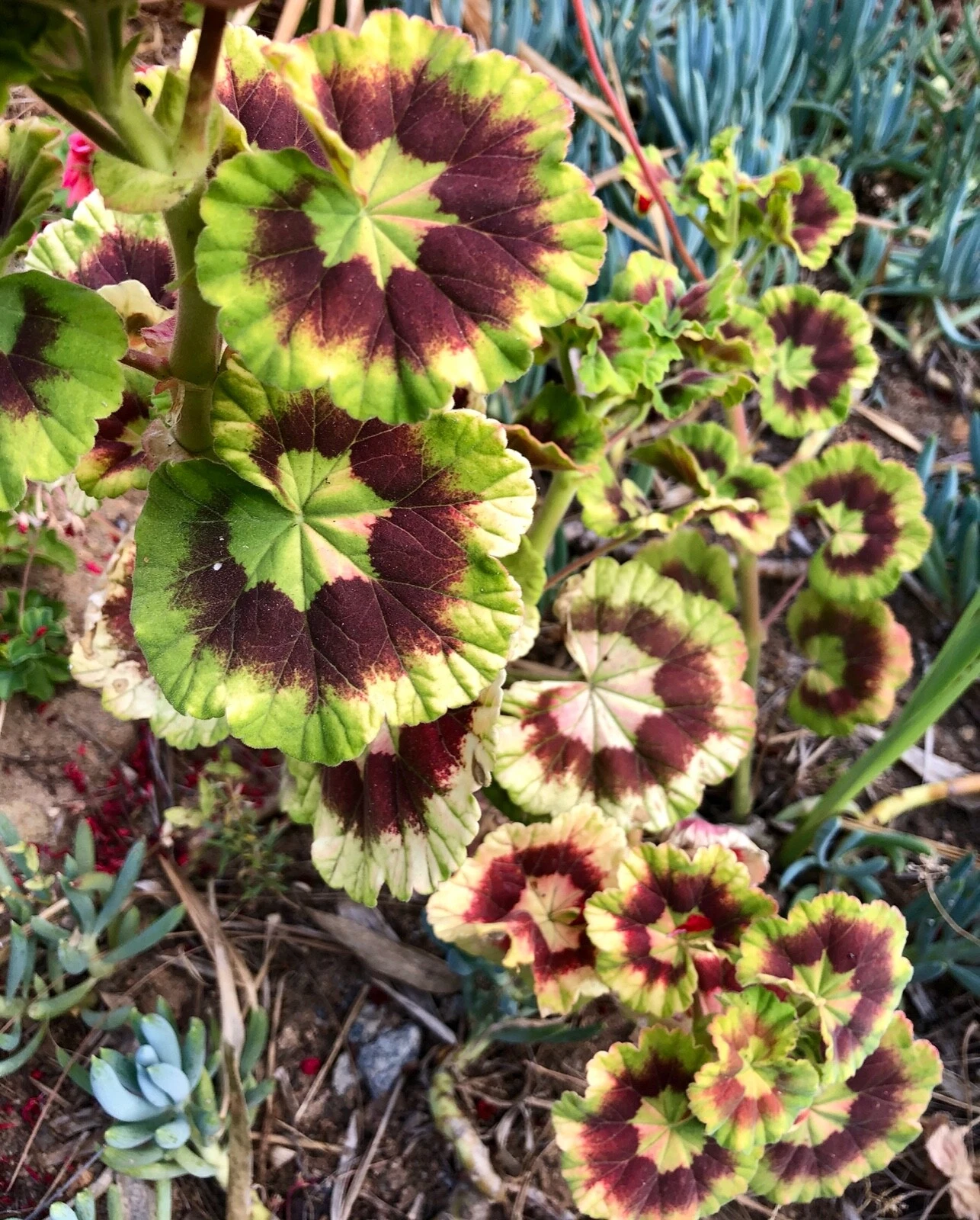 Rare Variegated Pelargonium Cutting 6" - Zonal Geranium with Colorful Foliage - Pelargonium × hortorum for Pots & Gardens