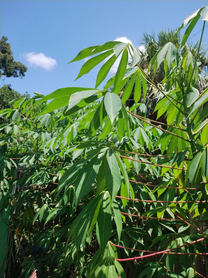Red Cassava Cuttings – 15 Live Unrooted Yuca Stem Cuttings 5-8 Inch - Manihot Esculenta for Planting and Propagation