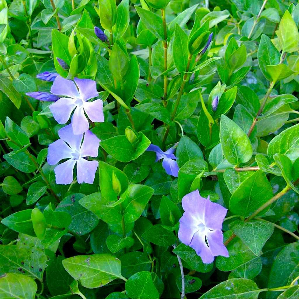 Vinca Major Periwinkle Rooted Cuttings – 10 Live Plants 5-10 Inches for Groundcover Gardening (Vinca major)