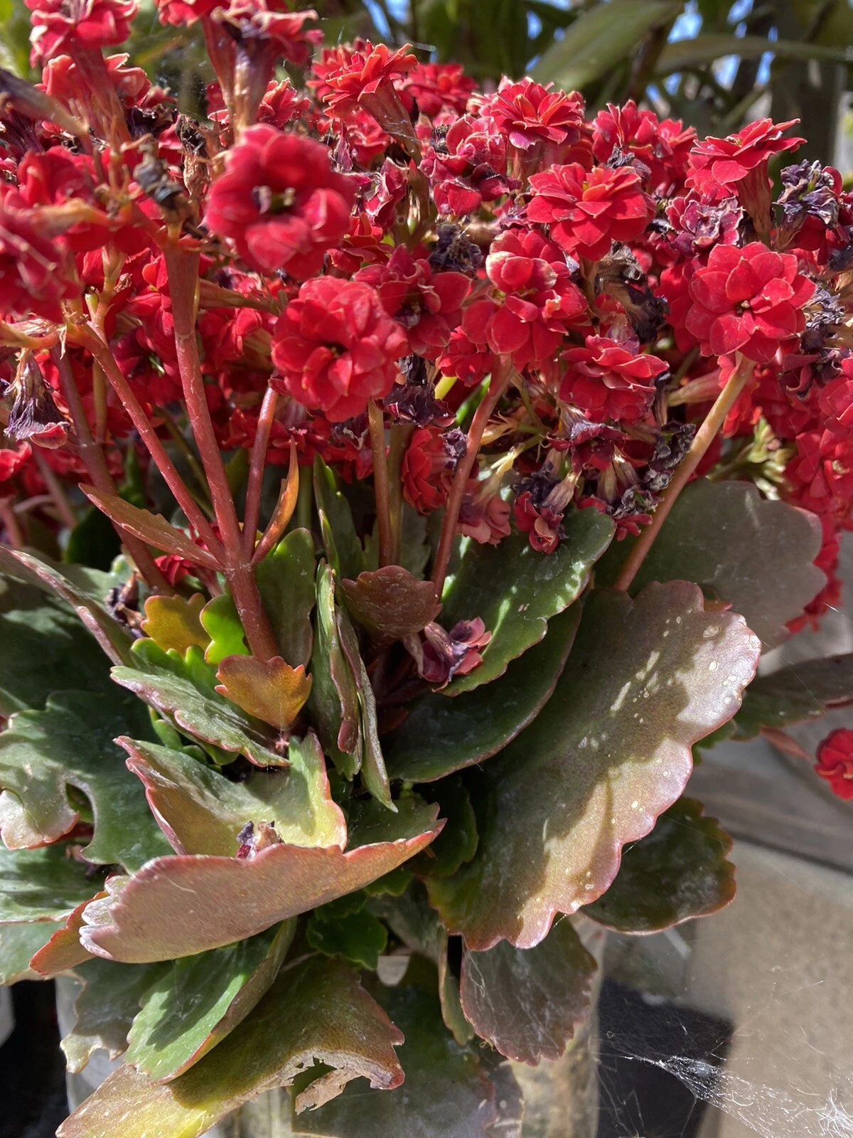 Red Kalanchoe Cuttings Set of 2, Flowering Succulent for Planting - Kalanchoe blossfeldiana, Vibrant Red Blooms