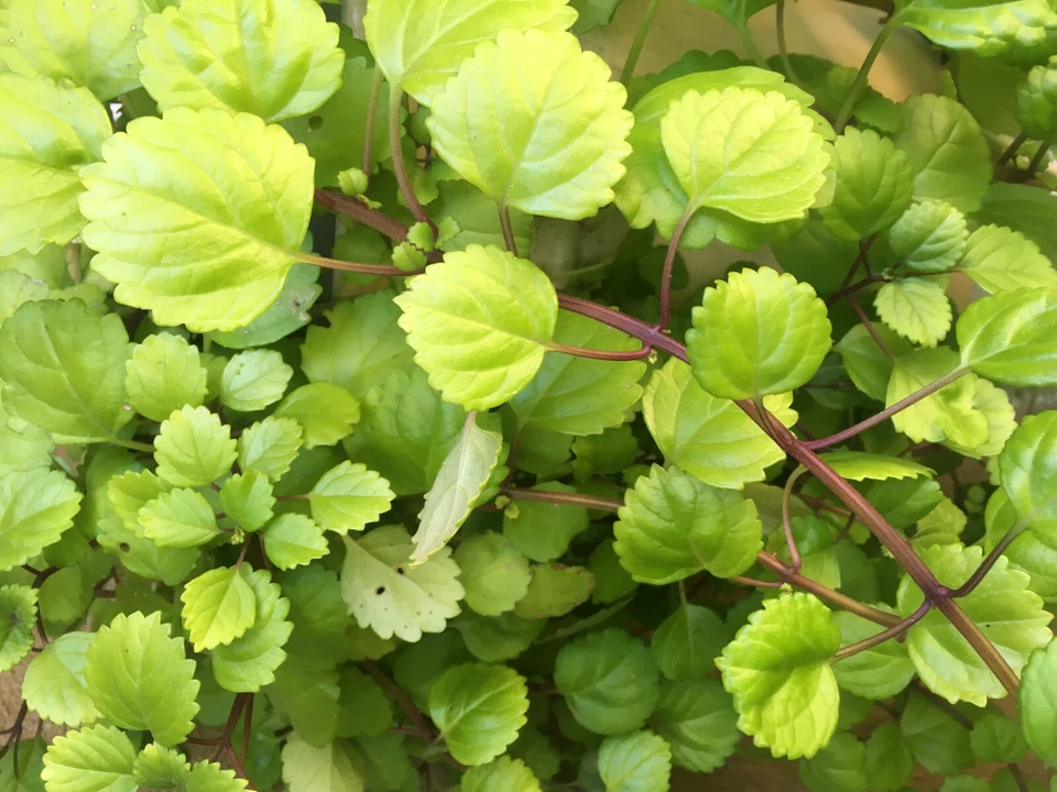 Swedish Ivy Cuttings - 4 Unrooted 5-Inch Live Plectranthus Verticillatus for Indoor Houseplant Propagation