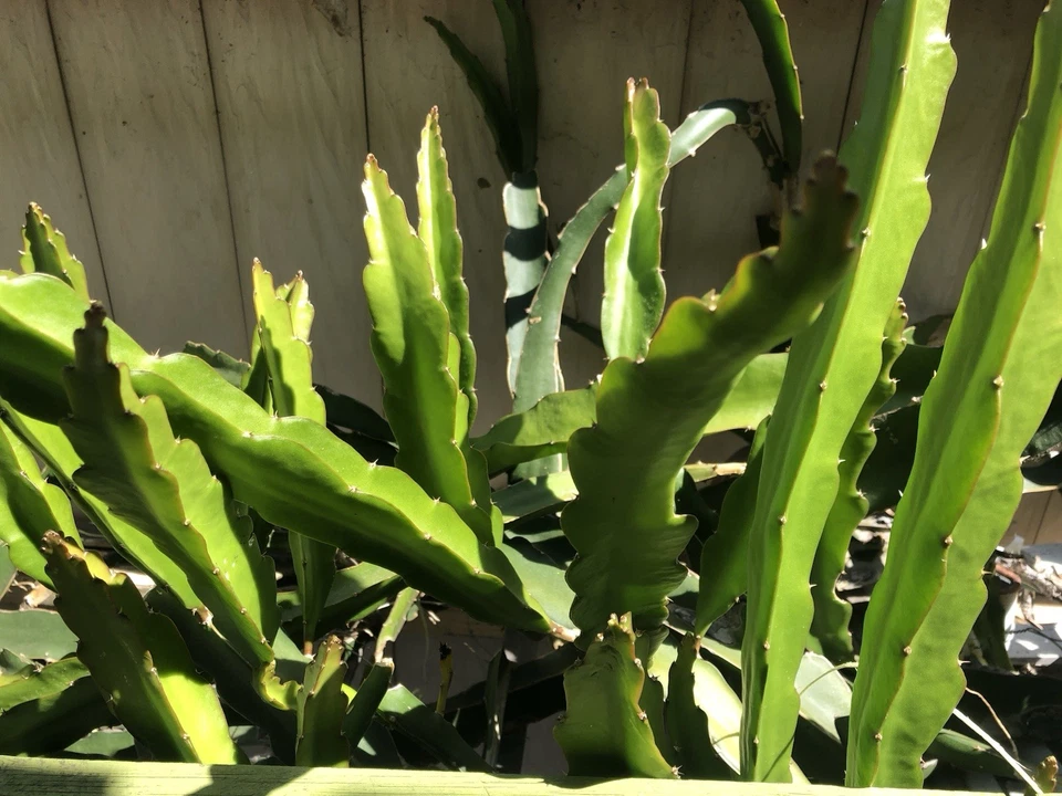 5 Live White Dragon Fruit Cuttings - Self Fertile Climbing Cactus - Hylocereus undatus - 8 Inch Plant Cuttings for Easy Rooting