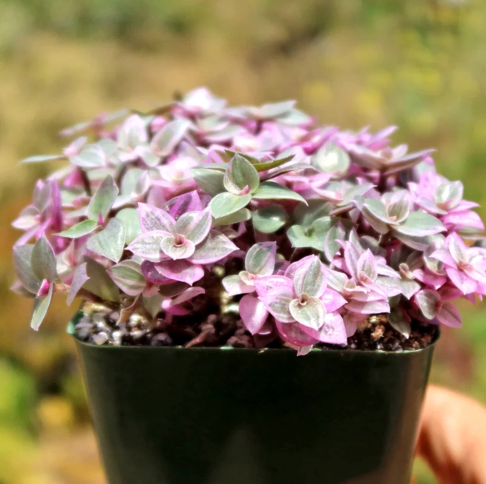 Callisia Repens Pink Lady – 2" Live Turtle Vine Plant – Variegated Succulent Houseplant – Compact Trailing Foliage