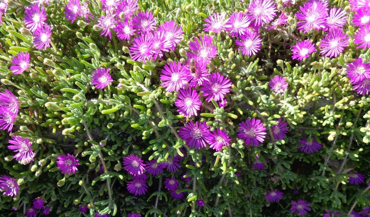 12 Creeping Ice Plant Cuttings 5–7" - Purple/Pink Groundcover Succulent - Delosperma/Lampranthus spp. for Landscaping