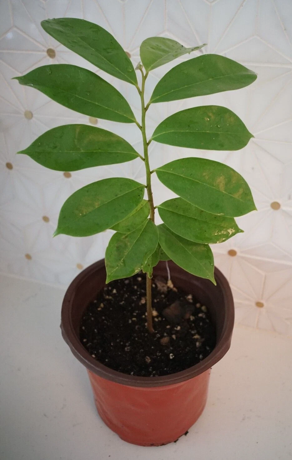 Soursop Tree Live Plant 8-10 inches Annona Muricata Guanábana Tropical Fruit Tree in Pot for Garden or Container Growing