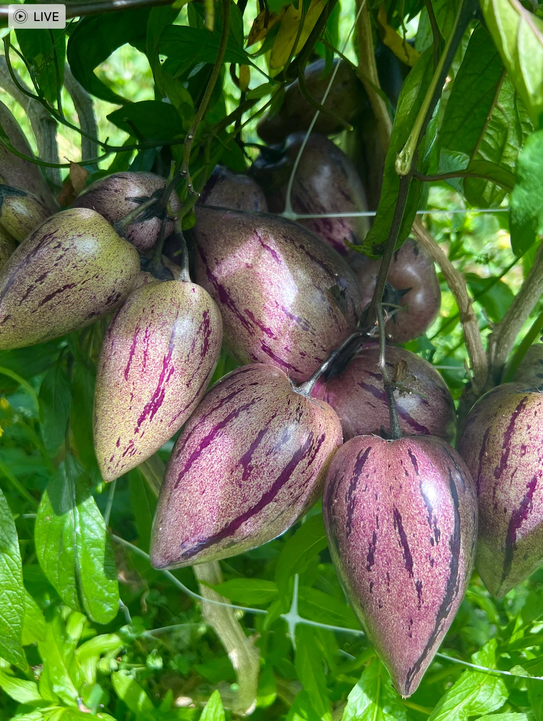 Purple Stripey Pepino Melon Cuttings - 6 Unrooted Cuttings of Solanum Muricatum for Propagation and Gardening