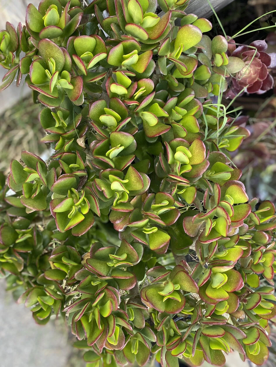 Crassula Ovata Jade Plant Cuttings - 5 Unrooted Succulent Stems 3–5 Inches for Planting - Live Propagation Material