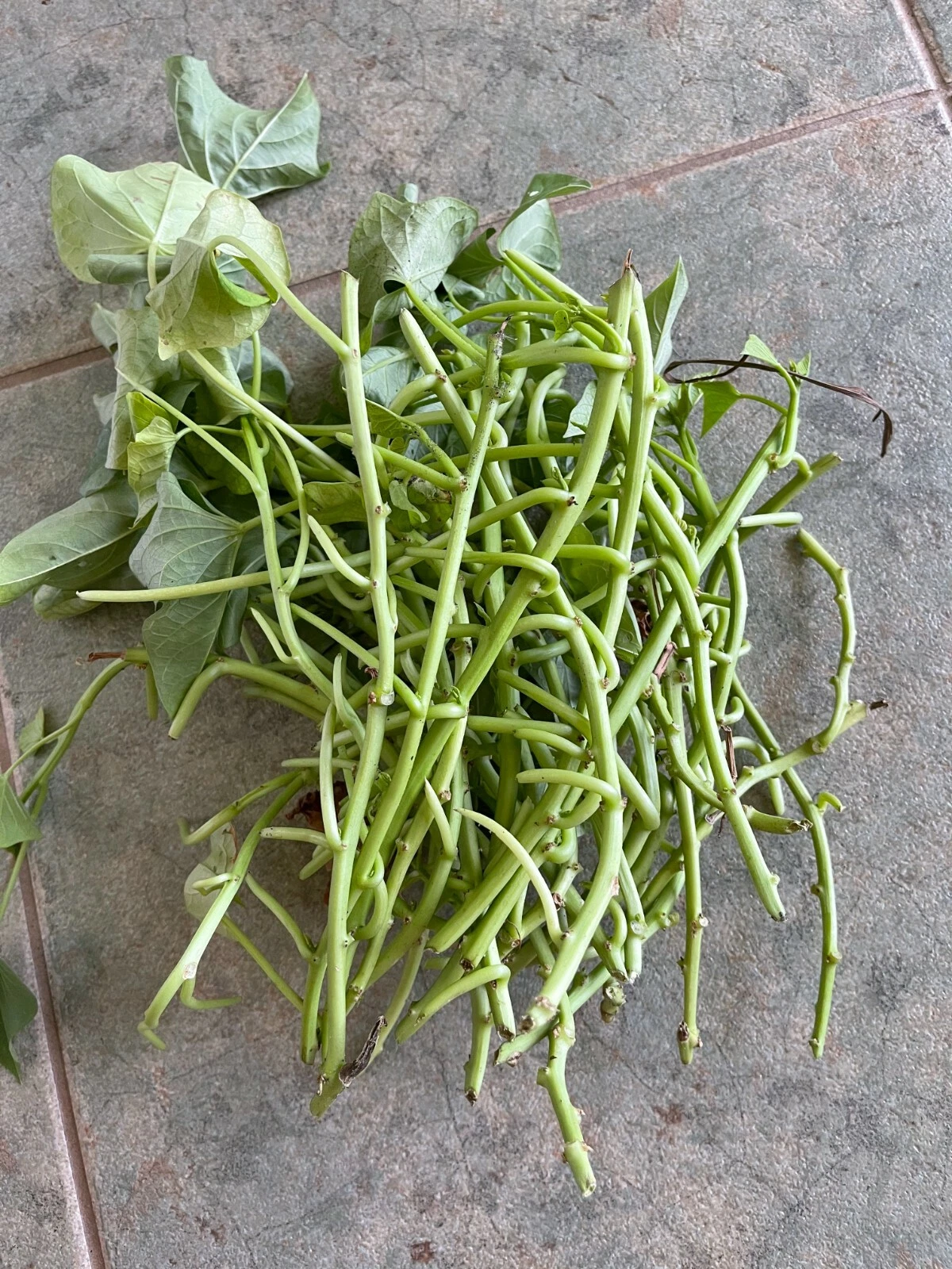 Japanese Sweet Potato Vine Cuttings - 20 Unrooted Stems - Ipomoea batatas - Fast-Growing for Edible Gardens and Landscaping