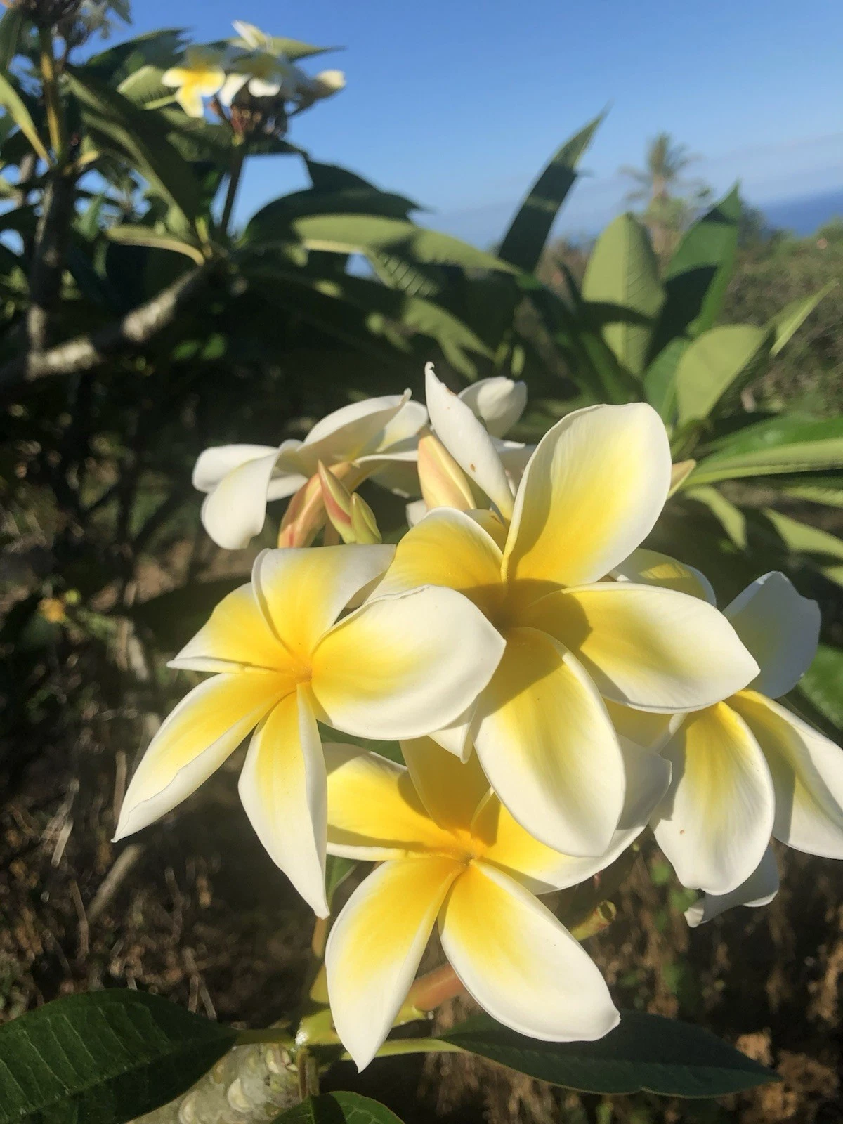 Rooted Yellow Plumeria Cutting - 10" Hawaiian Frangipani Single-Head Stem for Planting - Plumeria spp.