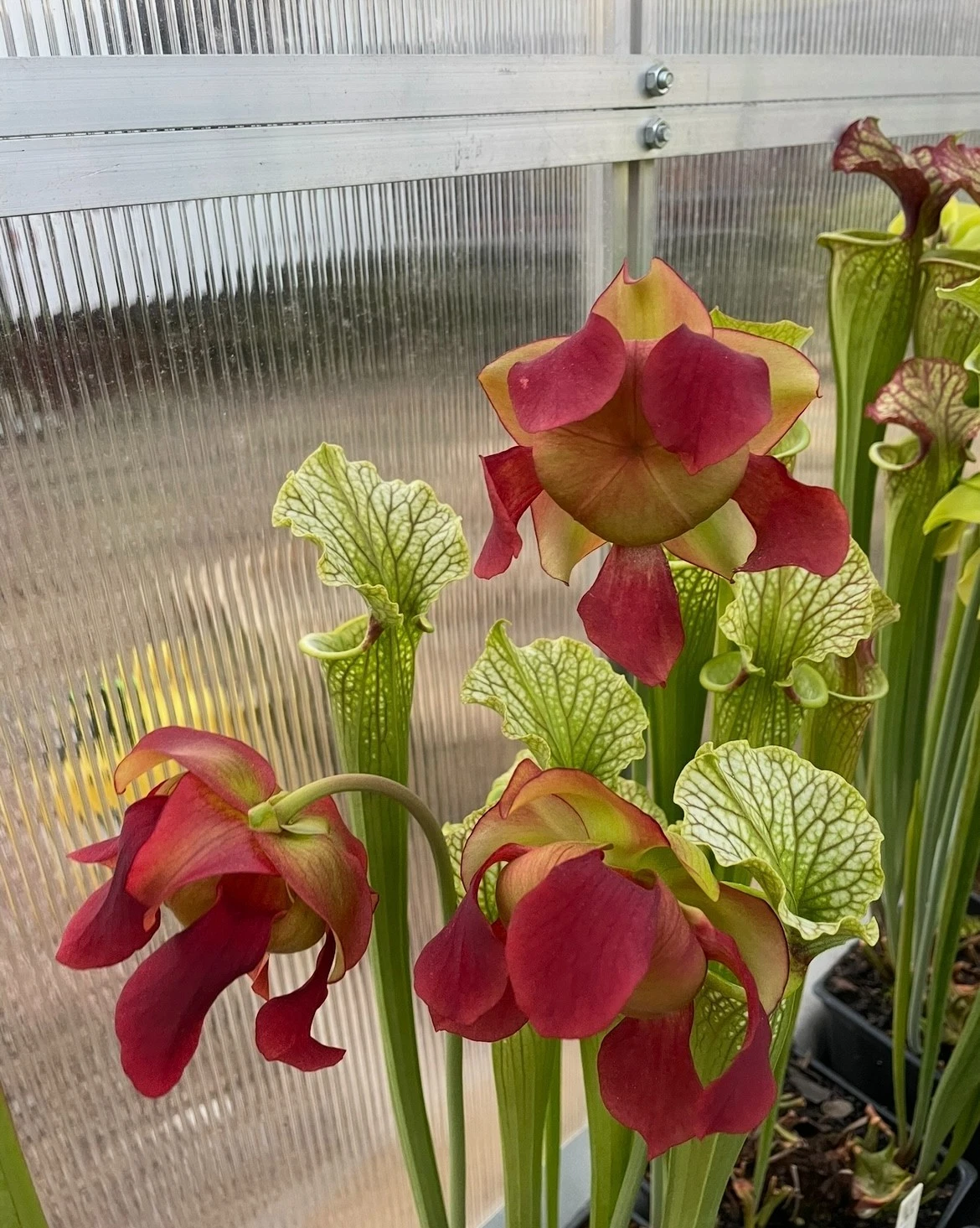 Sarracenia Red Velvet Live Plant - Medium Division Carnivorous Pitcher Plant - Ornamental Hybrid - Sarracenia ‘Red Velvet’