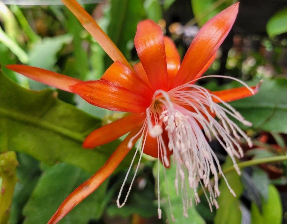 Unrooted Cuttings 8–10 Inches Epiphyllum Fluid Orange Orchid Cactus (Epiphyllum hybrid) - Ideal for Rooting and Collectors