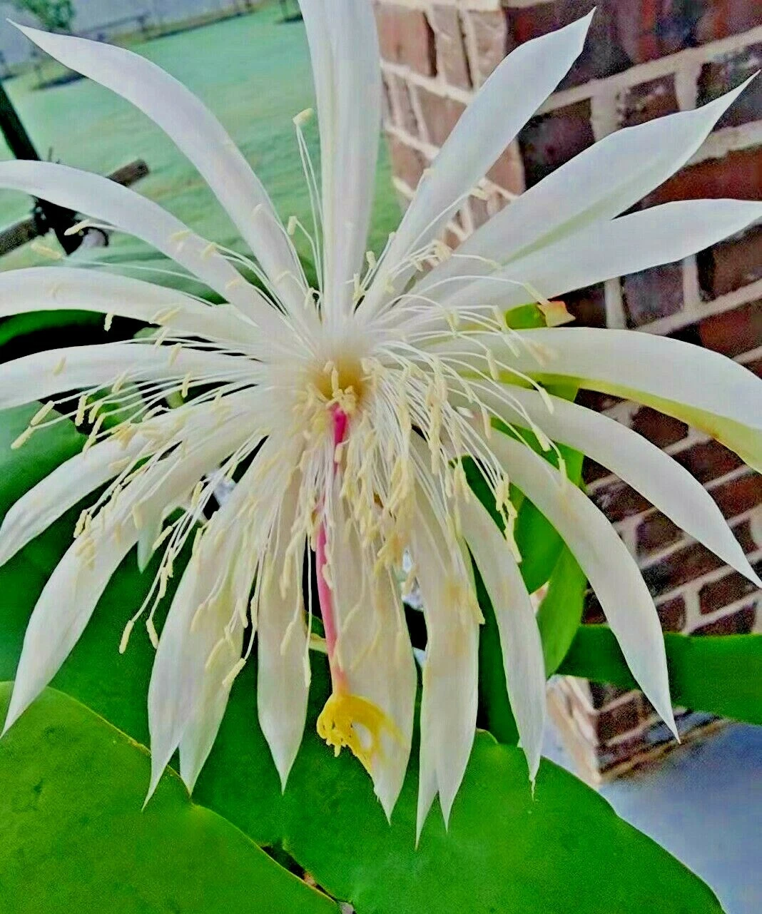 Night Blooming Cereus Cuttings – 6 Unrooted White Bloom Stems, 10–12 Inches – Epiphyllum oxypetalum for Propagation