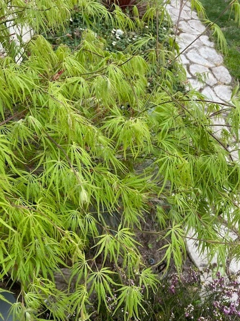 Japanese Dwarf Maple Tree Cuttings – 6-Inch Fresh Cuttings for Rooting, Acer palmatum Variety, Ideal for Bonsai and Grafting
