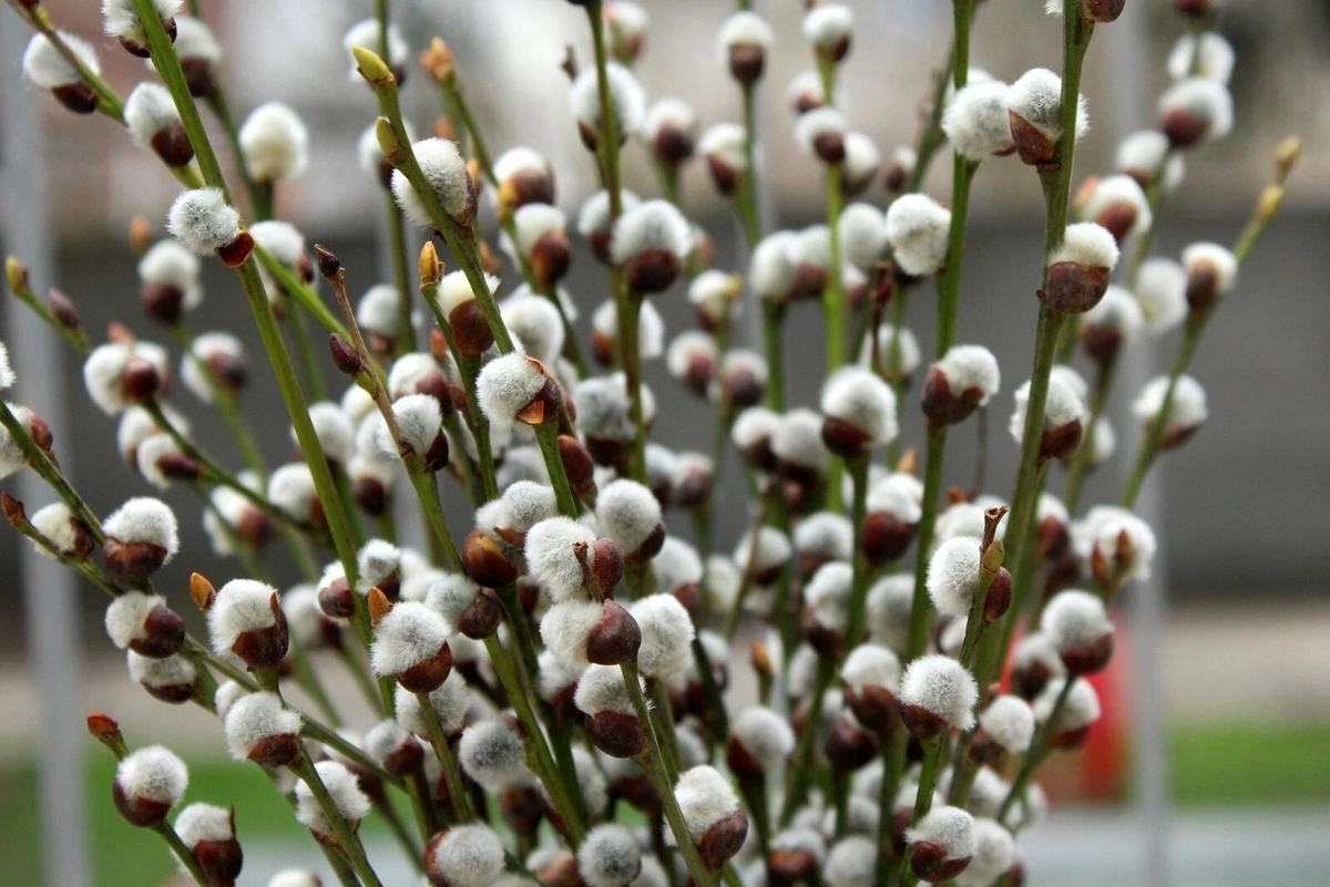Pussy Willow Cuttings - 10 Unrooted Cuttings for Planting - Salix spp. - Ideal for Propagation and Ornamental Use