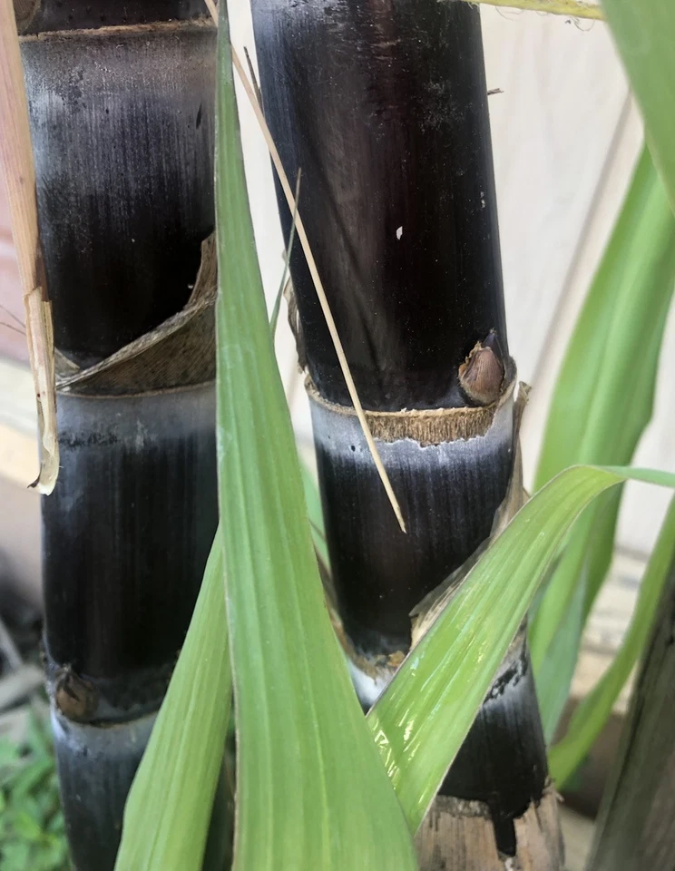 Sugarcane Rooted Cuttings - 2 Live Saccharum Officinarum Starts for Tropical Garden Planting