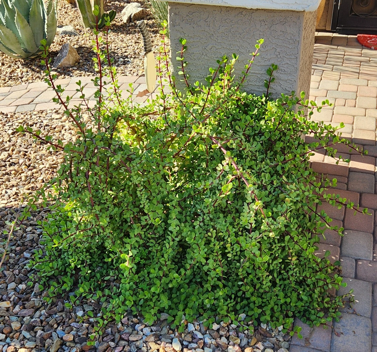 Unrooted Cuttings - 5 Portulacaria Afra ‘Mammoth’ Succulent - Elephant Bush - Green Foliage for Propagation and Planting