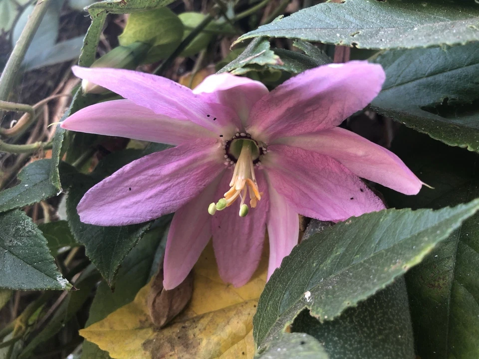 Banana Passionfruit Cuttings - 4 Unrooted Live Cuttings for Planting, Passiflora tripartita Var. mollissima, Tropical Vine
