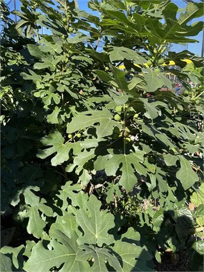 Dominick's Fig Tree Cutting - 8+ Inch Hardwood Cutting for Propagation - Ficus carica - Minimum 3 Nodes - Edible Garden Plant