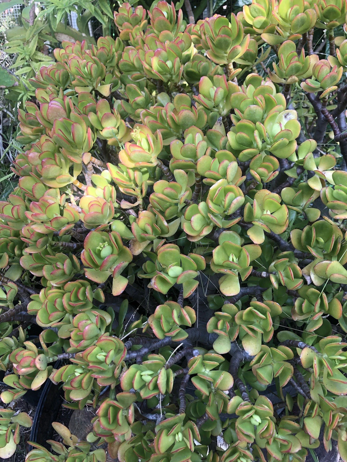 Jade Plant Cuttings - 3 Fresh Stem Cuttings (3–5”) - Crassula ovata - Live Succulent for Rooting and Propagation