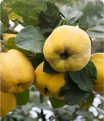 Quince Tree Cutting 6-8 Inch Live Scion for Rooting or Grafting, Cydonia oblonga - Fruit Tree Propagation