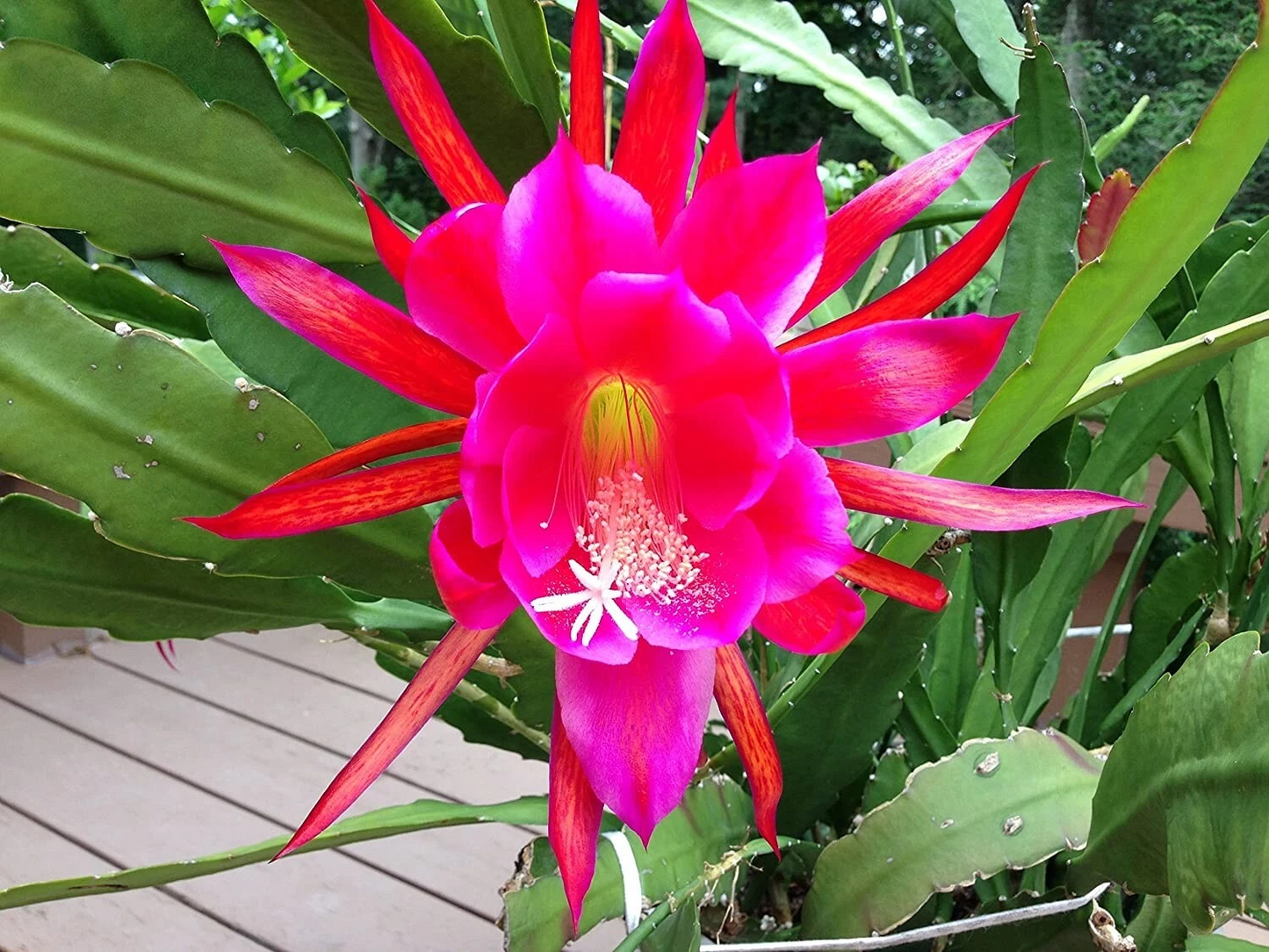 Rosy Swirl Orchid Cactus Cuttings - 2 Live Segments for Planting - Epiphyllum 'Rosy Swirl' - Tropical Epiphytic Cactus