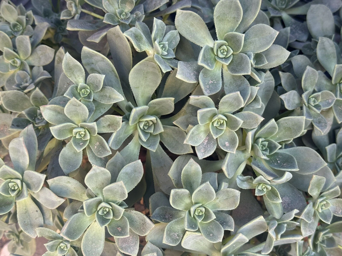 Aeonium Haworthii Succulent Cuttings - Set of 4 Live Pinwheel Cuttings, Green Rosette Succulent Plant for Propagation