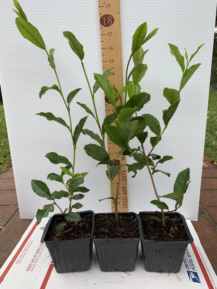Camellia Sinensis Starter Plant in 5 Liter Pot - Live Tea Plant for Garden or Container, Evergreen Shrub with Glossy Leaves