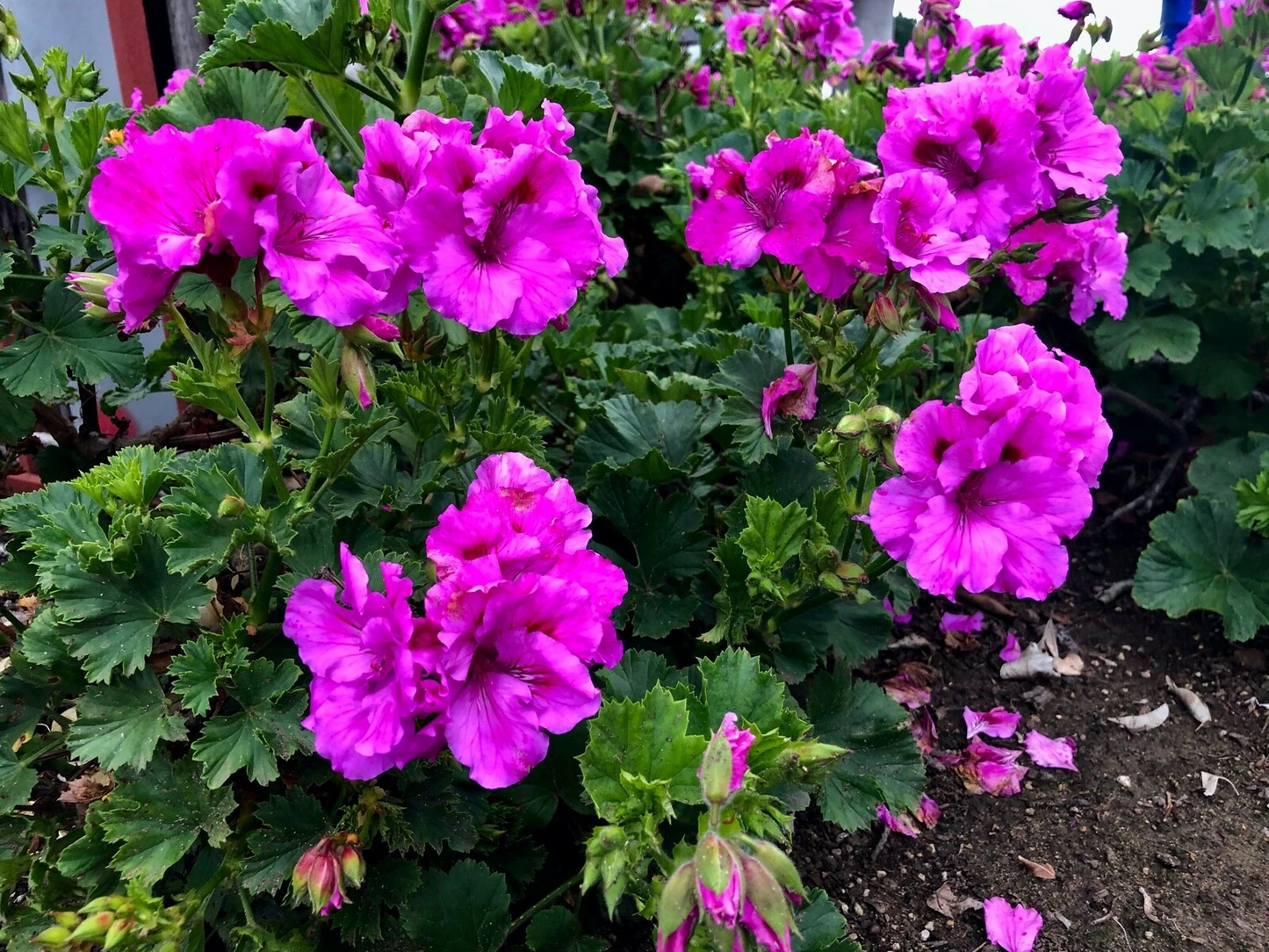Purple Pelargonium Regal Geranium Cutting - 6–8" Live Fancy Geranium Stem for Propagation - Pelargonium Regal Variety