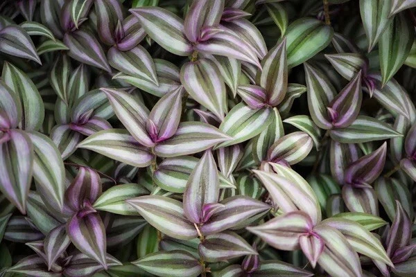 Tradescantia Zebrina Cuttings - 6 Organic Wandering Jew Stems for Propagation - Purple Silver Striped Foliage