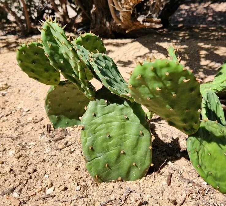 Eastern Prickly Pear Pad Cutting - Opuntia humifusa - 1 Live Cactus Pad for Rooting - Cold-Hardy NYC Form
