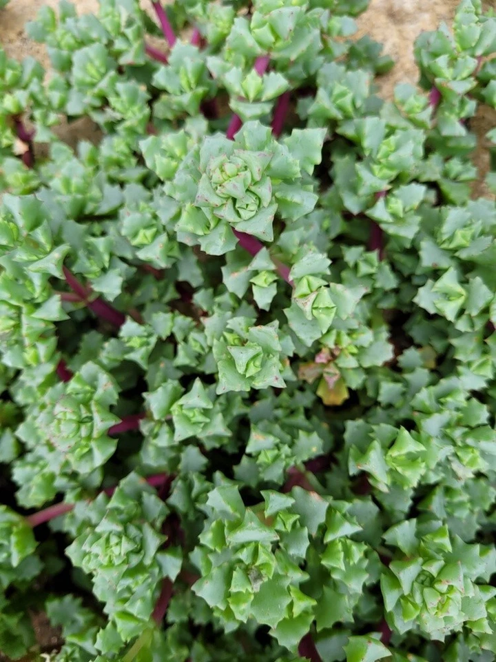 Pink Ice Plant Cuttings - 5 Oscularia deltoides Stems for Rooting - Hardy Succulent with Pink Blooms - Drought-Tolerant Starter