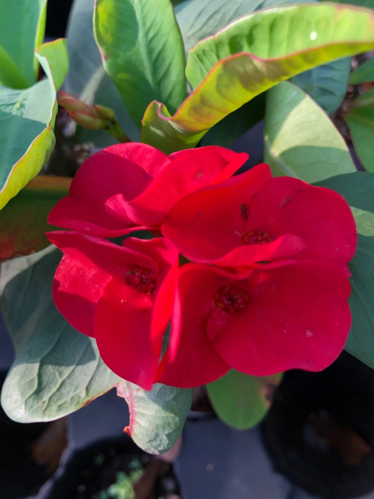 Crown of Thorns Cutting - Rooted Thai Hybrid Red Flower Succulent Plant - Euphorbia milii for Container or Garden Planting