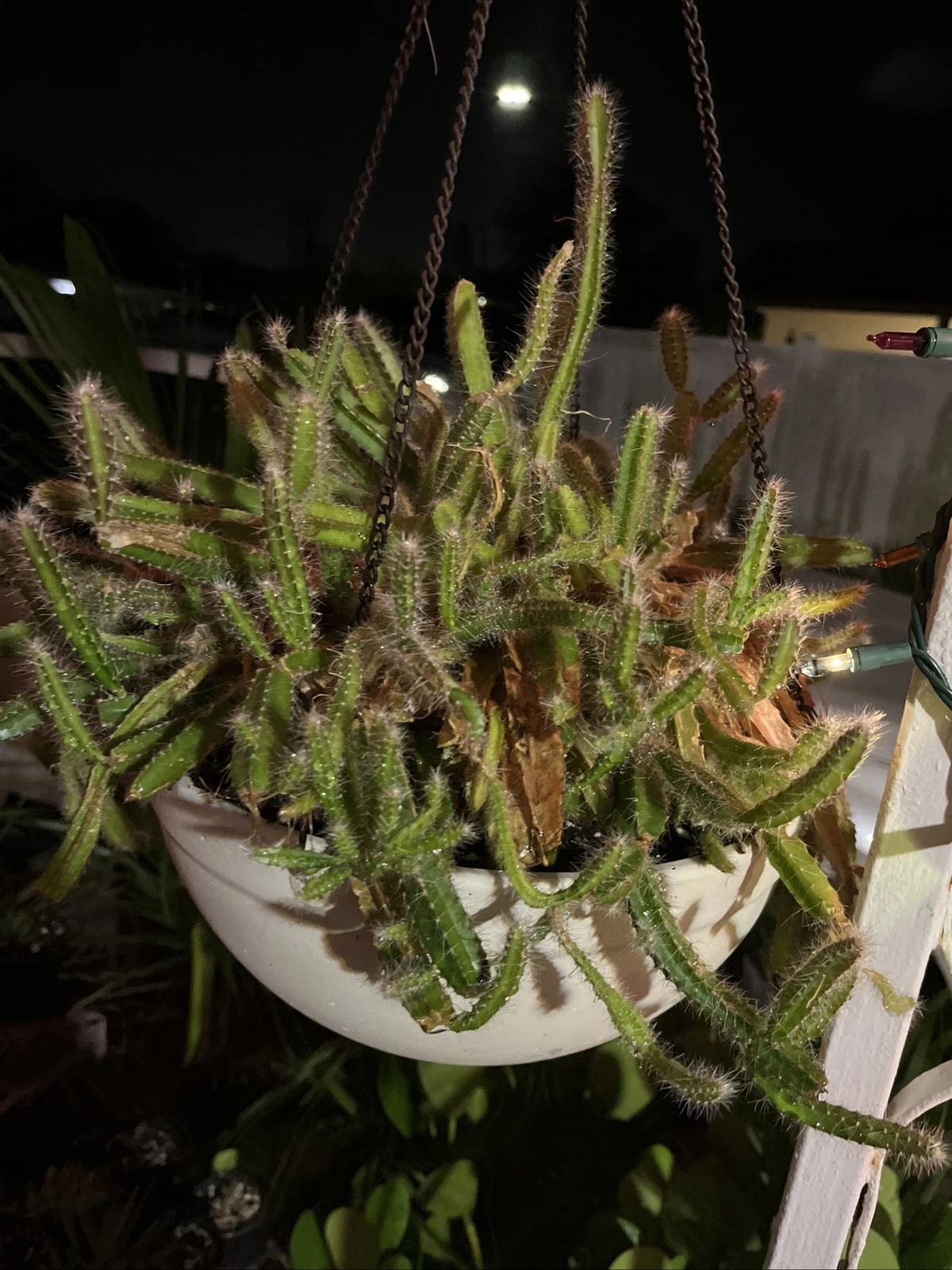Dog Tail Cactus Cuttings - 4–6 Inch Live Rooted Strophocactus testudo - Succulent Pieces for Hanging Pots and Collectors